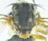 Phaonia tuguriorum